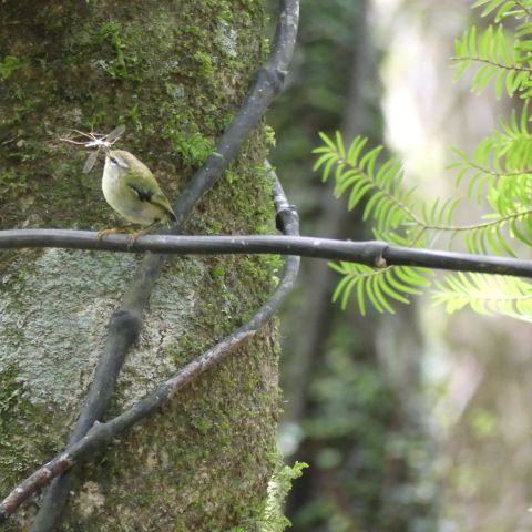 Aongatete Forest Project